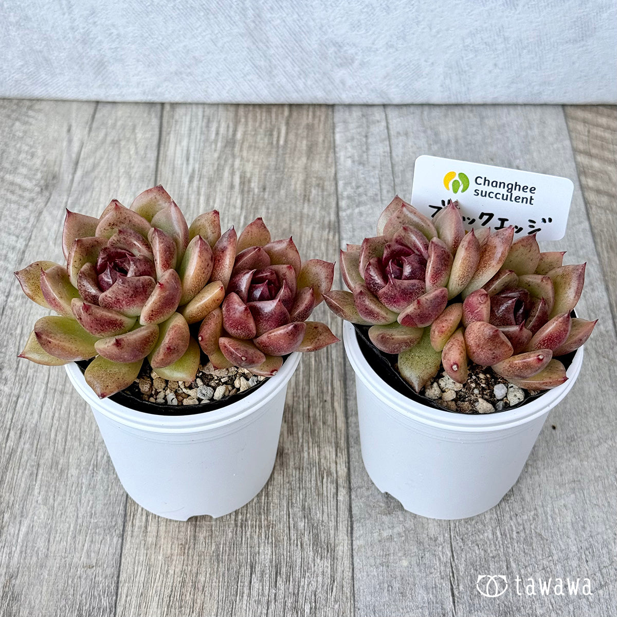 *新発売* ブラックエッジ《双頭》(チャンヒー農園)【tawawaハウス苗】