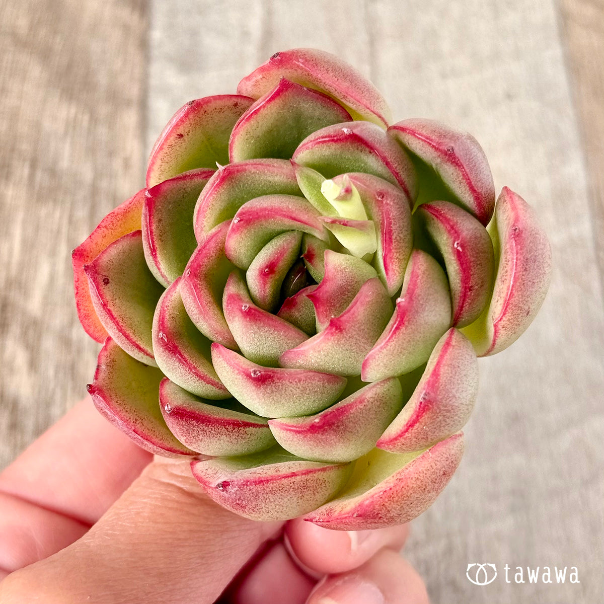 벚꽃 엔딩