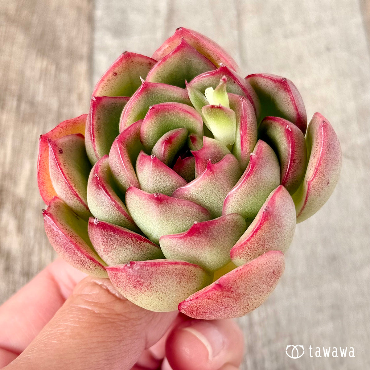 벚꽃 엔딩