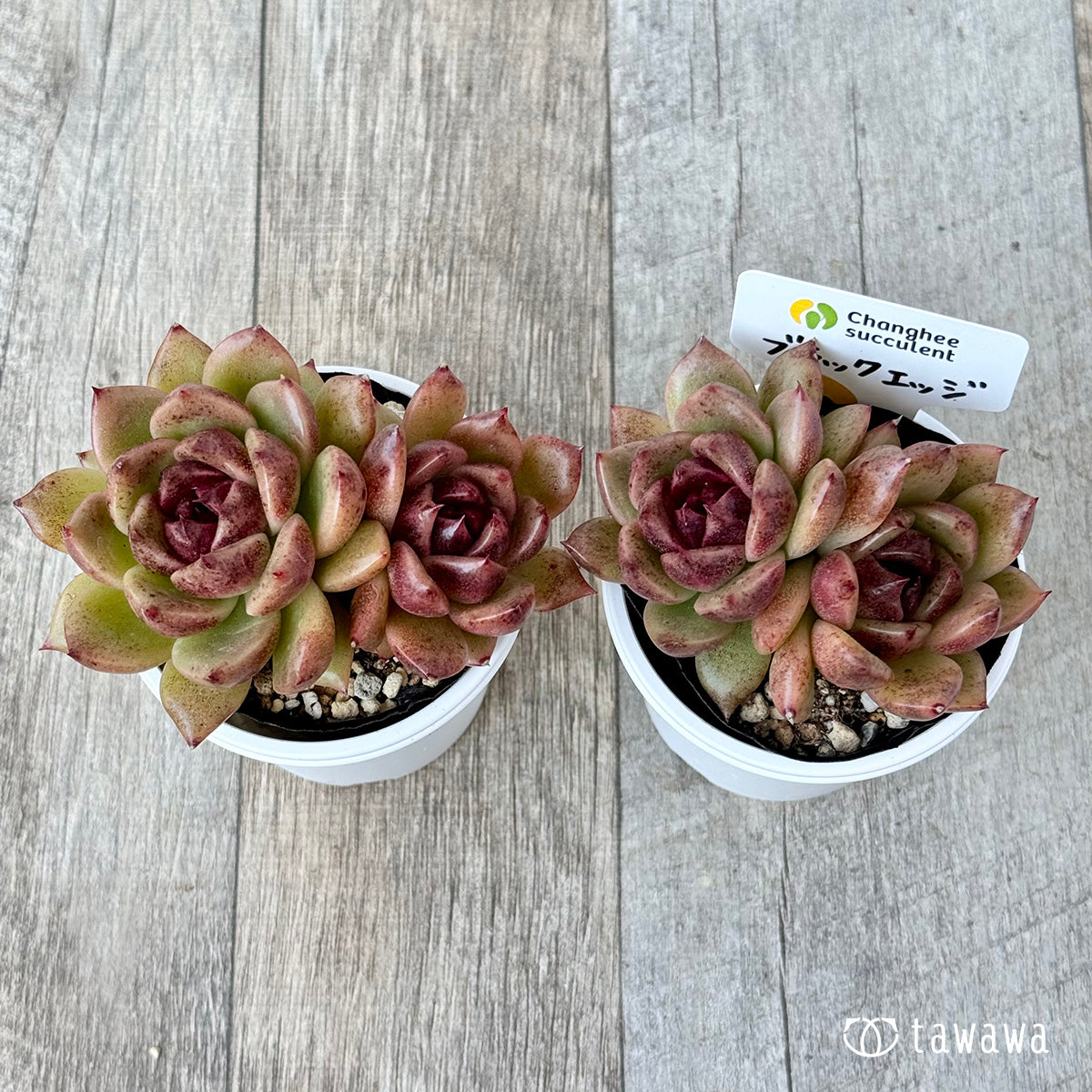 *新発売* ブラックエッジ《双頭》(チャンヒー農園)【tawawaハウス苗】