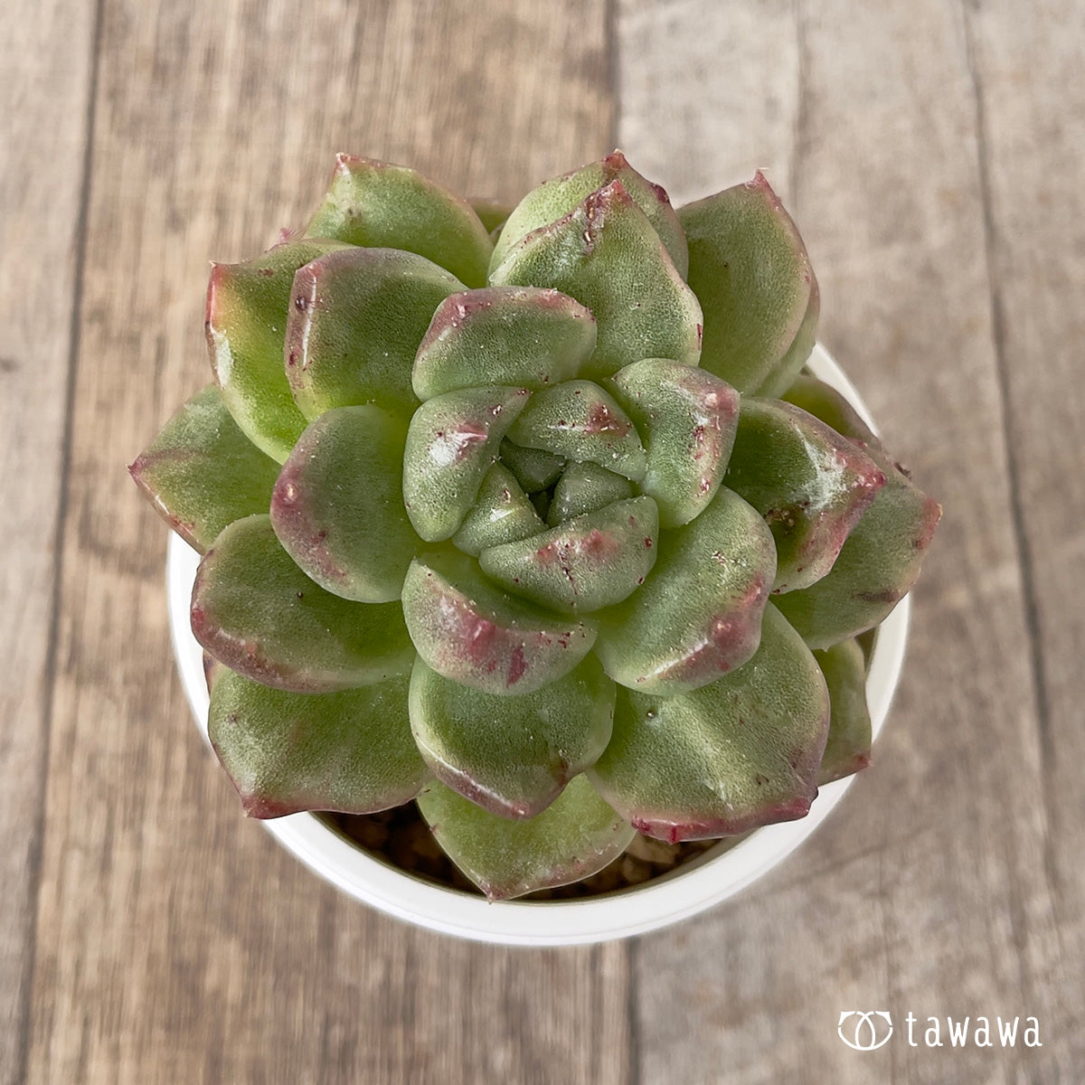 *新入荷* グレムリン錦【約6cm以上】