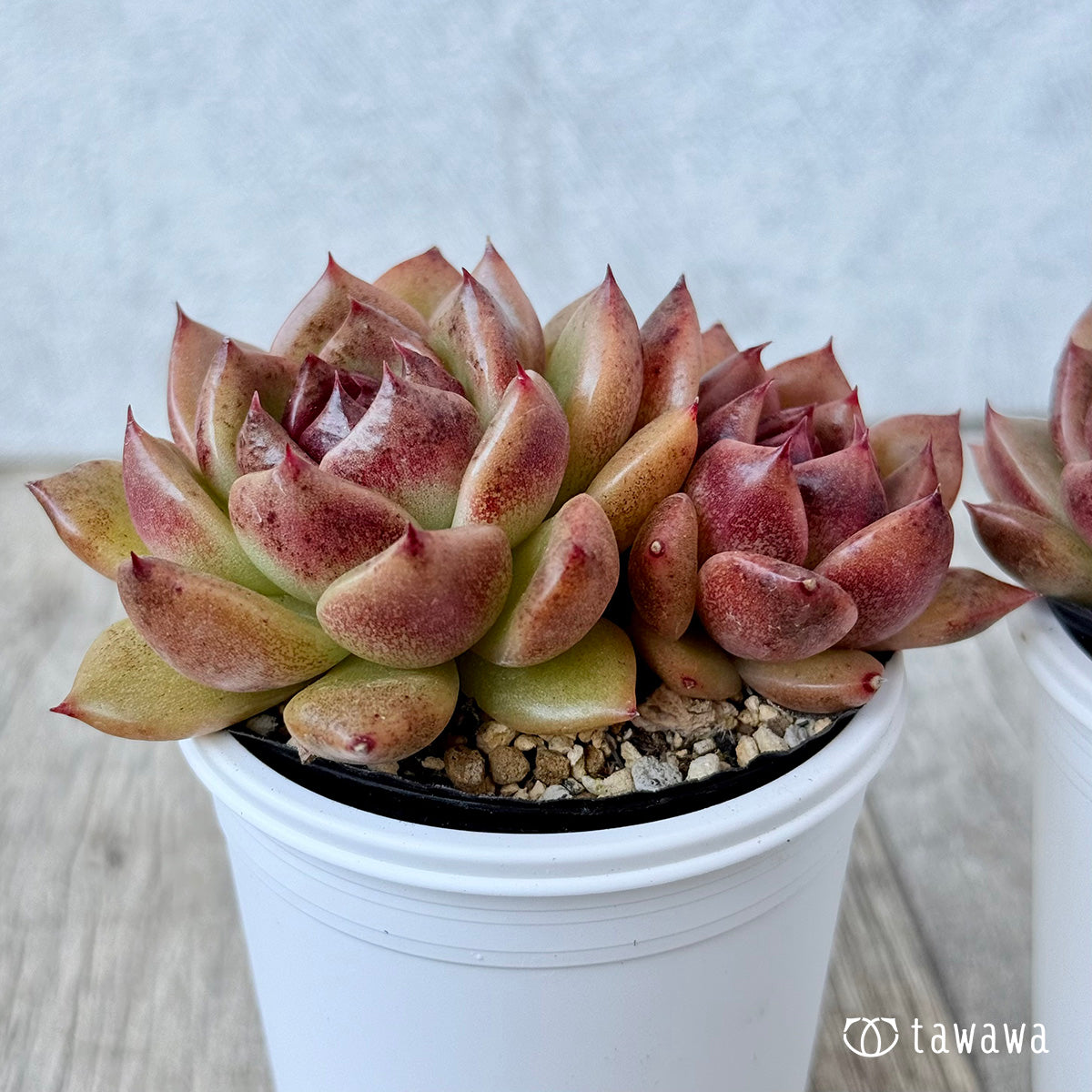 *新発売* ブラックエッジ《双頭》(チャンヒー農園)【tawawaハウス苗】