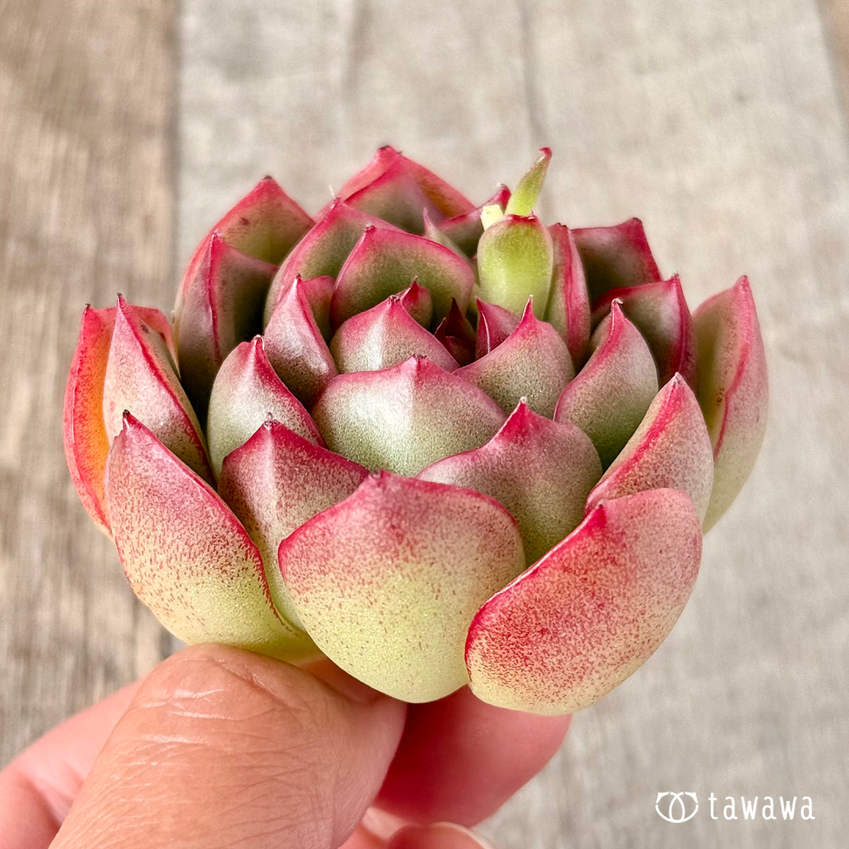 벚꽃 엔딩