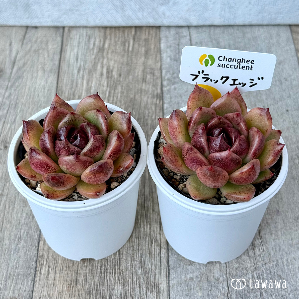 *新発売* ブラックエッジ《中》(チャンヒー農園)【tawawaハウス苗】