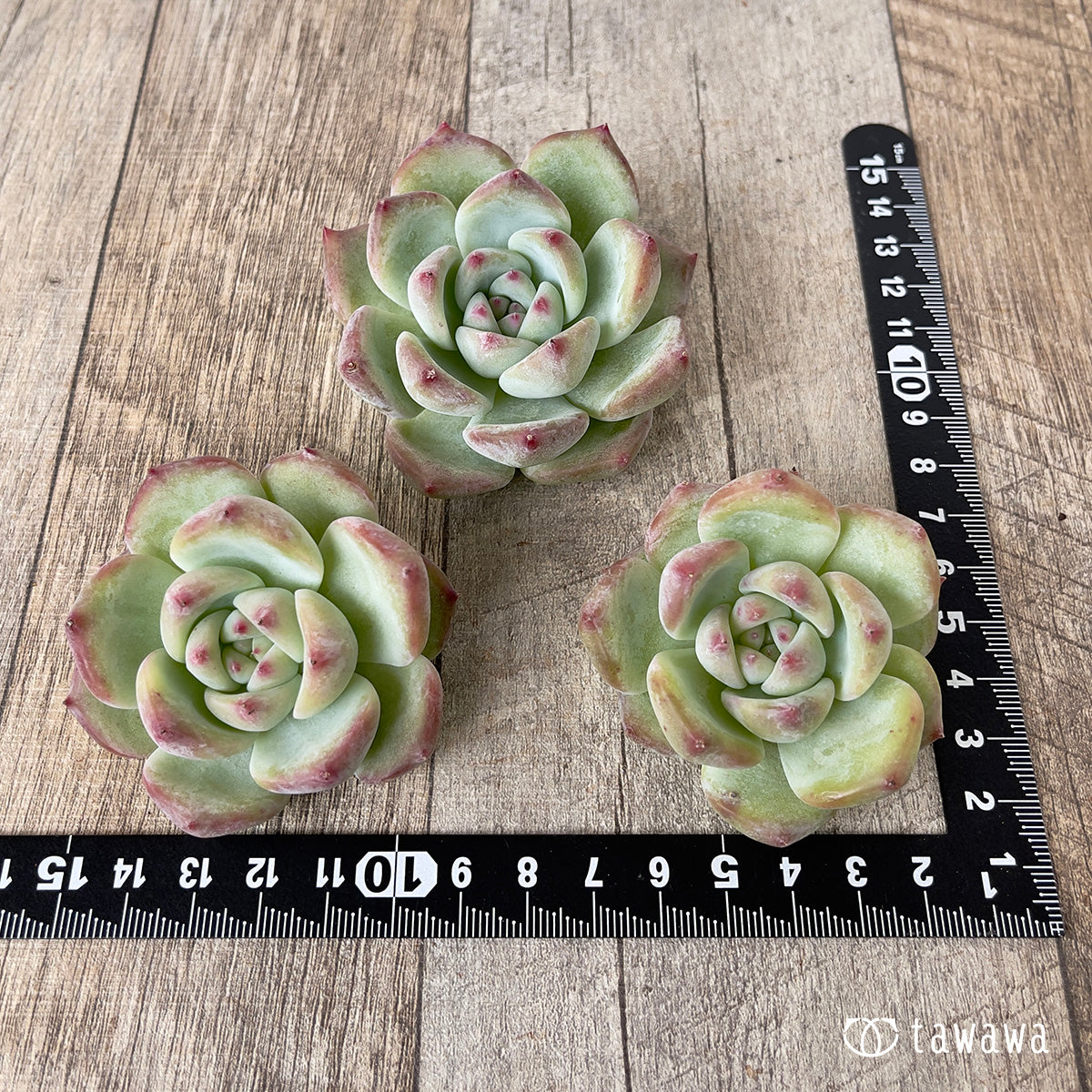 *新入荷* カルラ