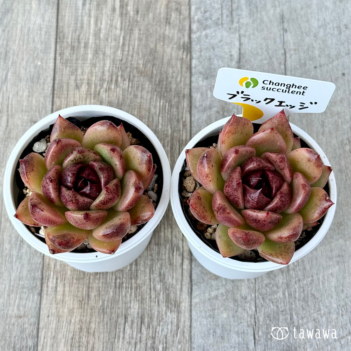 *新発売* ブラックエッジ《中》(チャンヒー農園)【tawawaハウス苗】