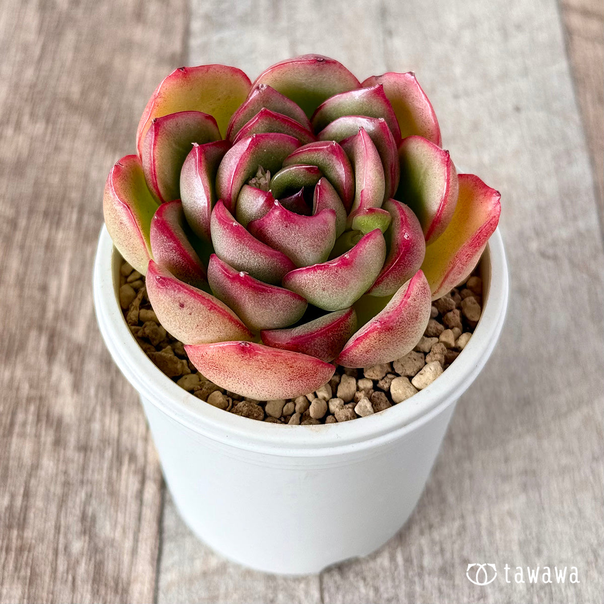 벚꽃 엔딩