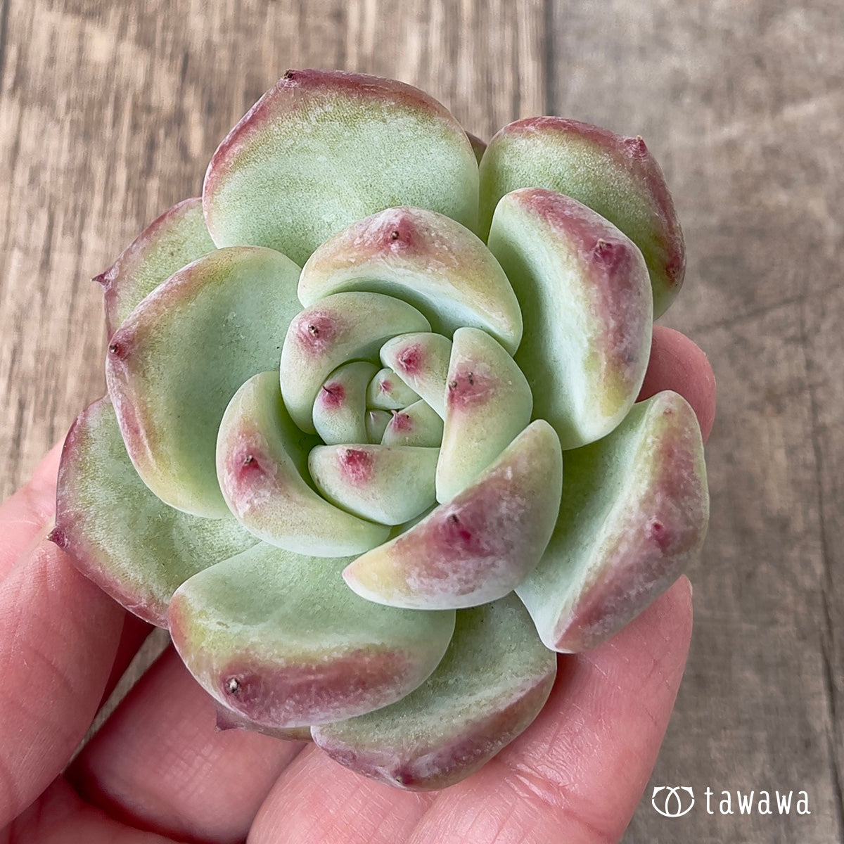 *新入荷* カルラ