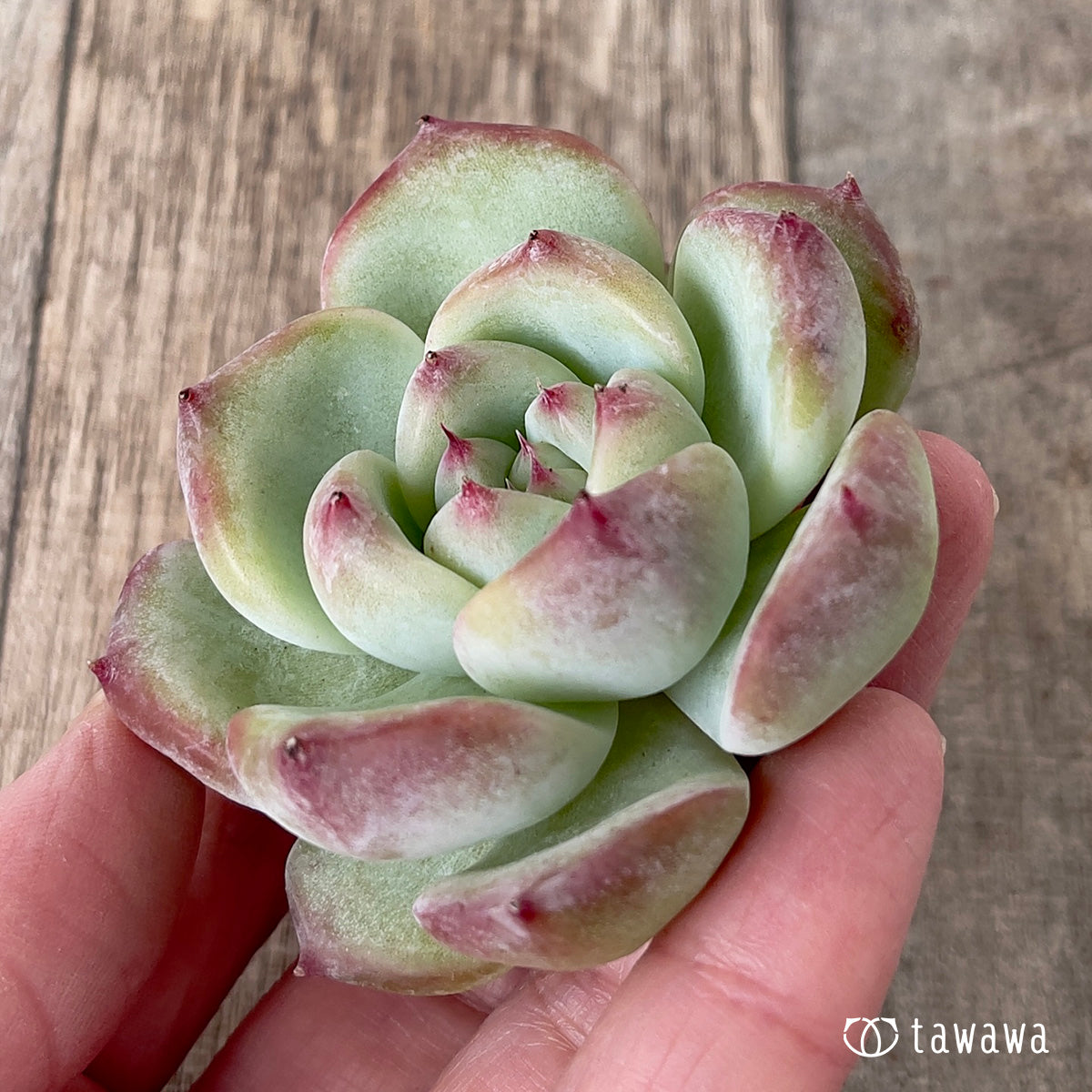 *新入荷* カルラ