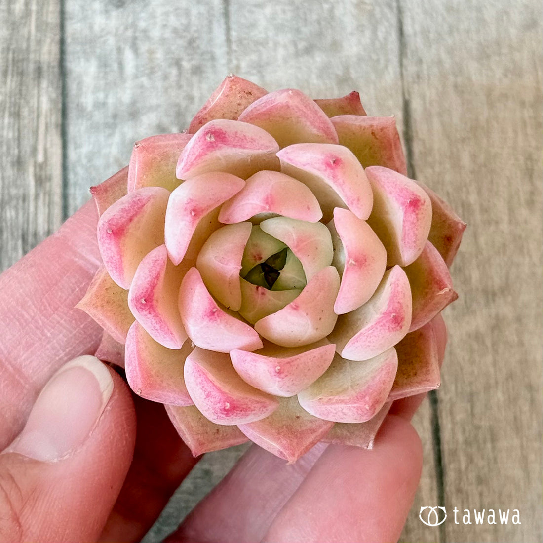 New Arrivals: Ice Green