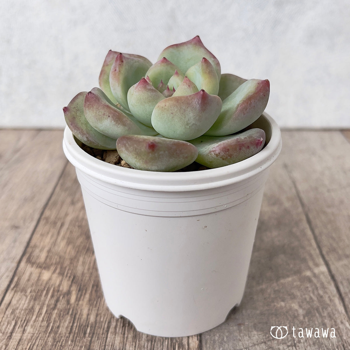 *新入荷* カルラ