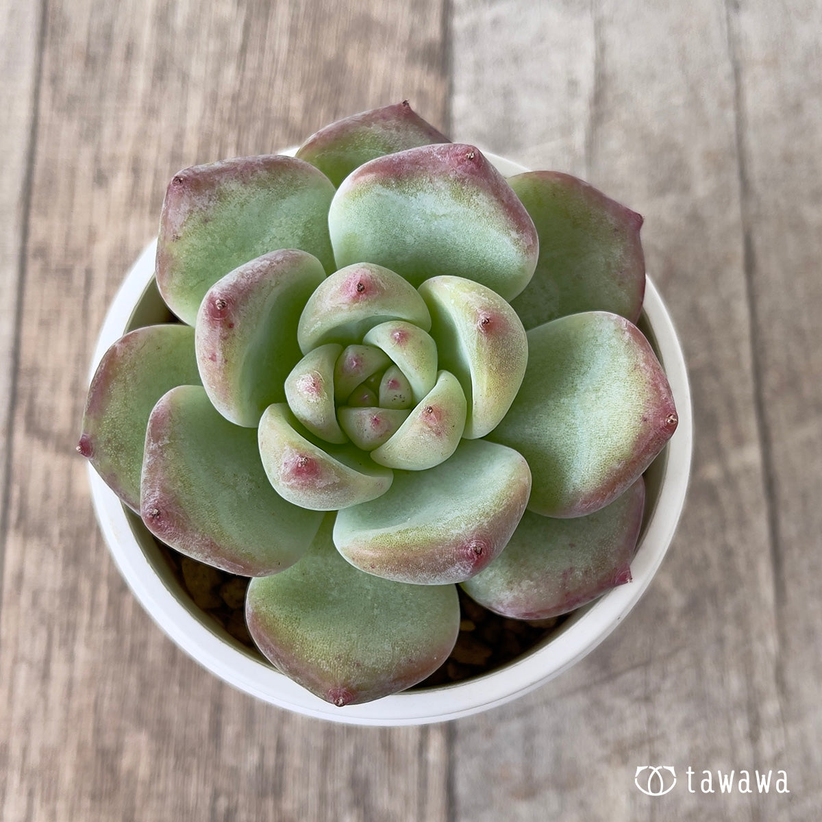 *新入荷* カルラ