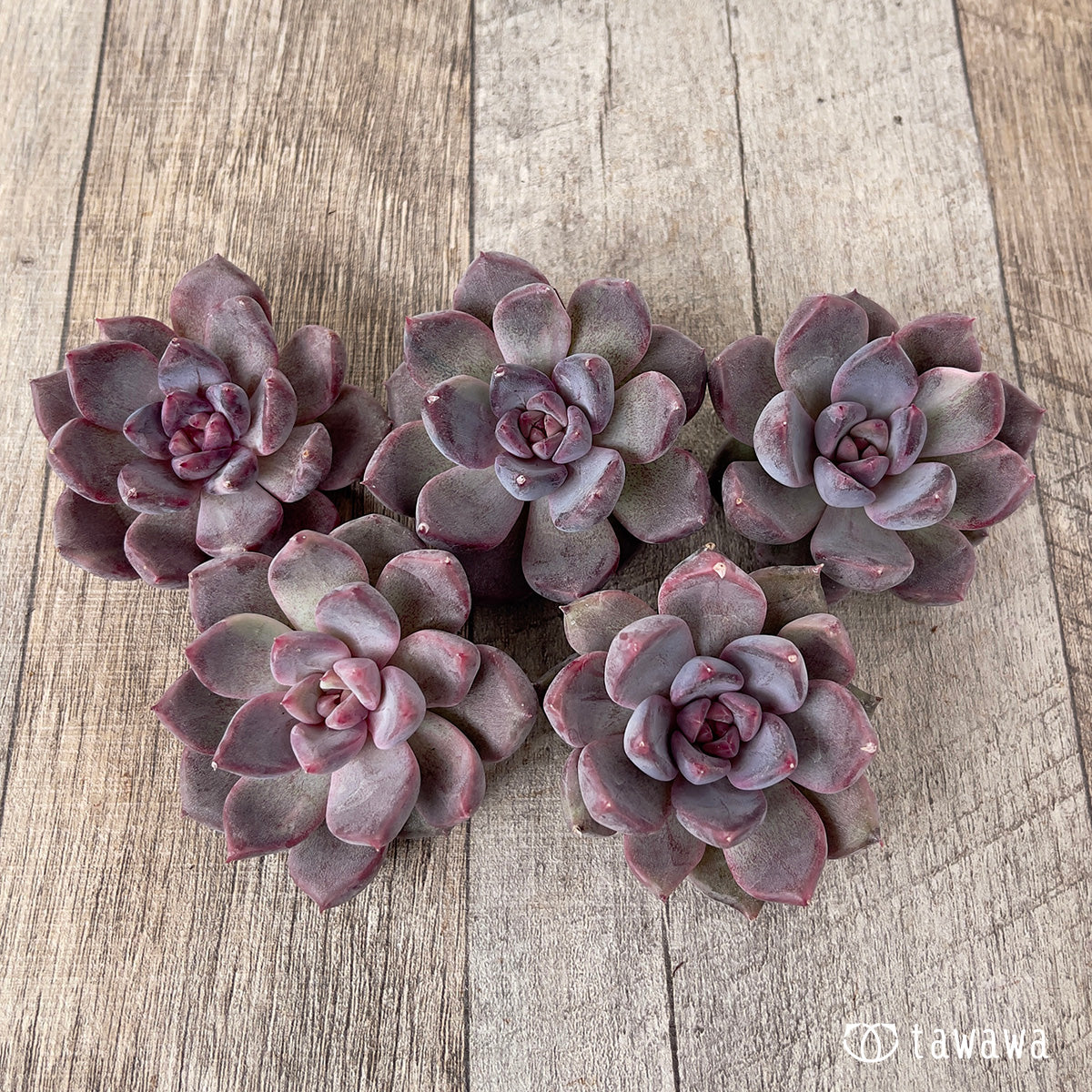 *新入荷* パープルデーモン錦