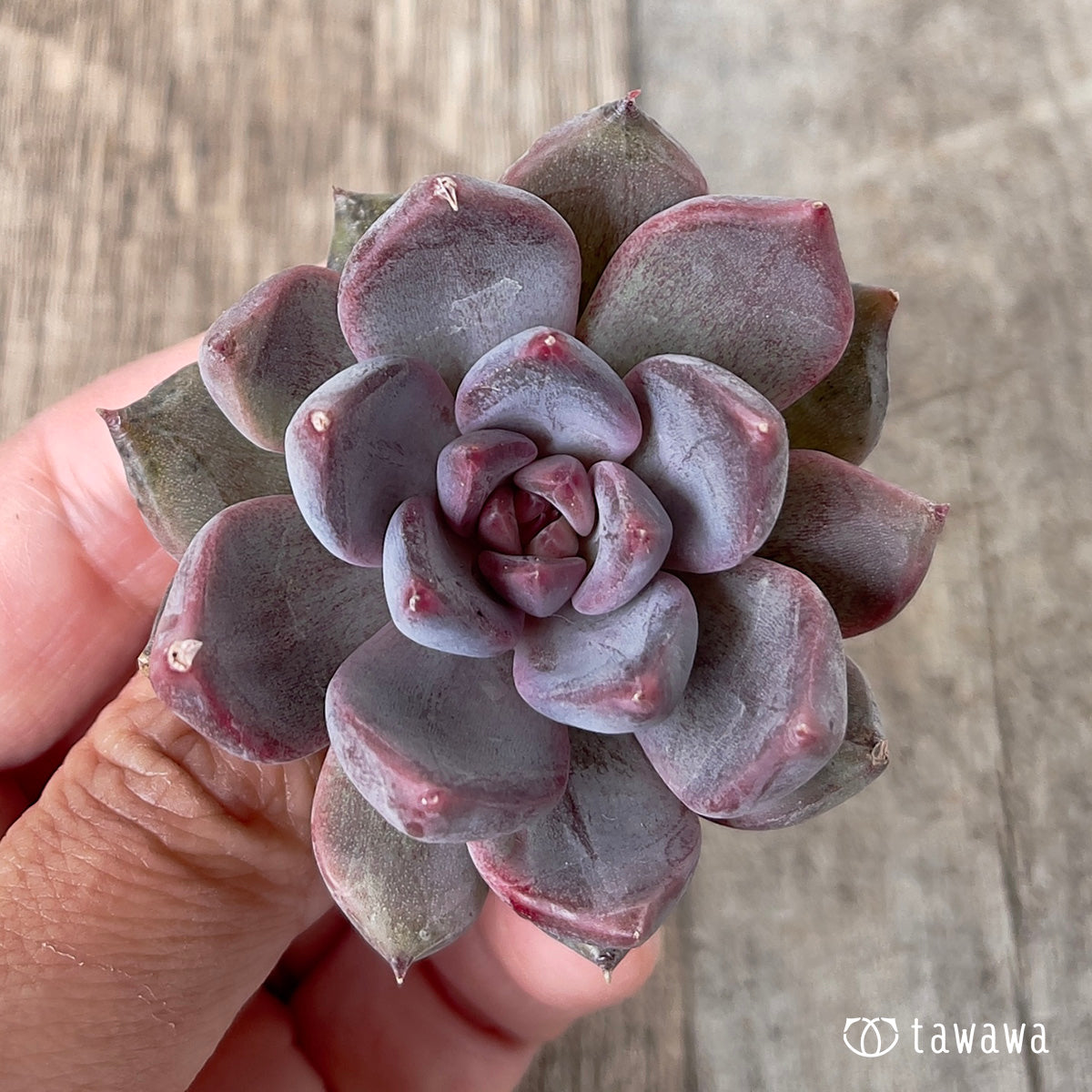 *新入荷* パープルデーモン錦