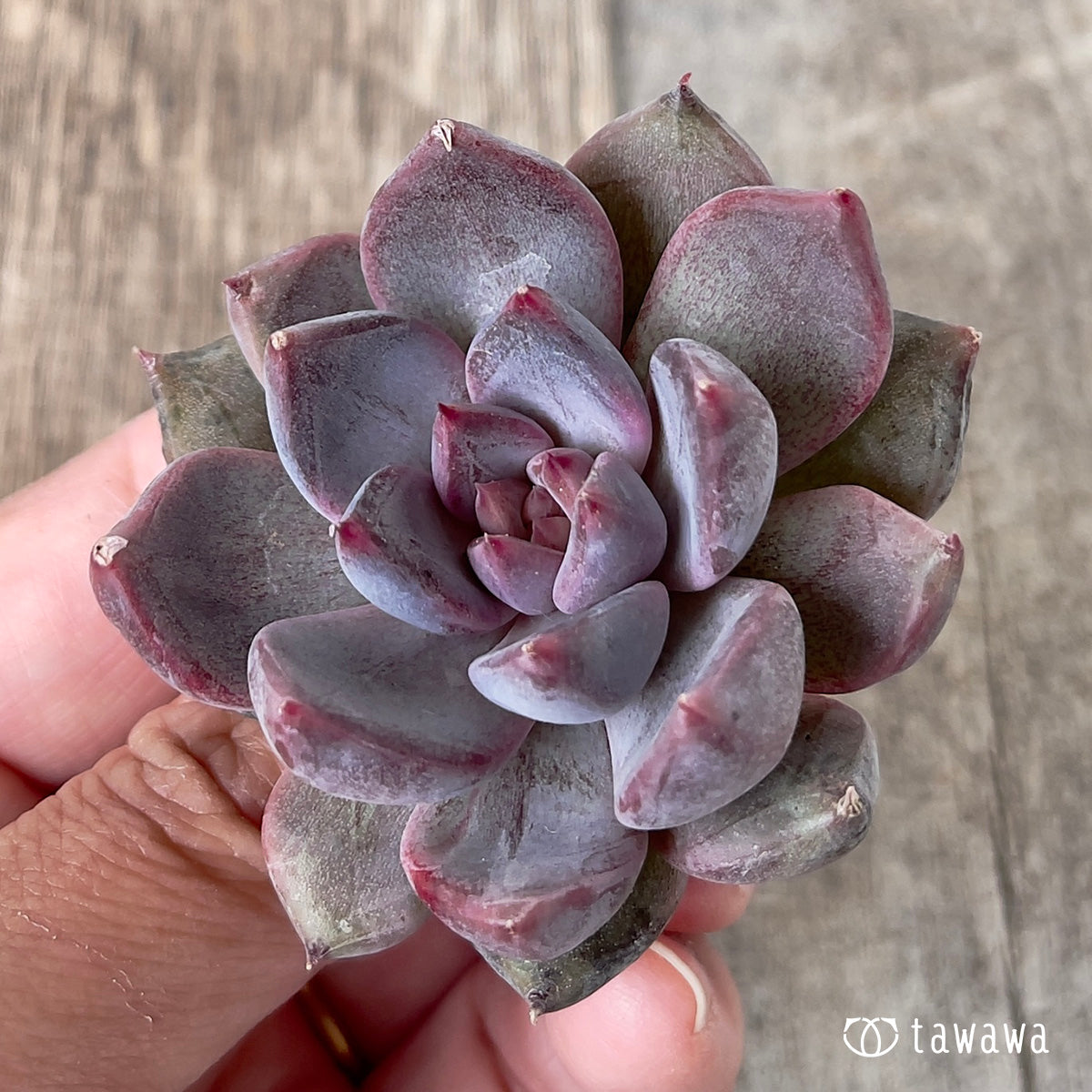 *新入荷* パープルデーモン錦