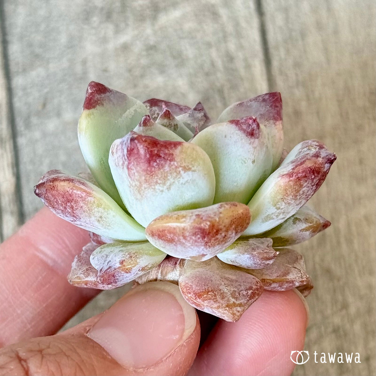 グロリア(チャンヒー農園苗)