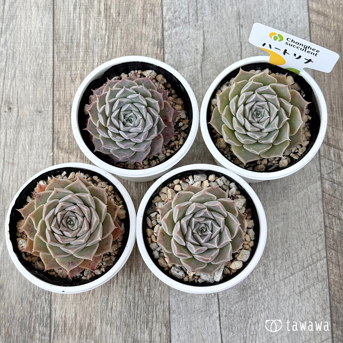 *新発売* ハートリナ(チャンヒー農園)【tawawaハウス苗】