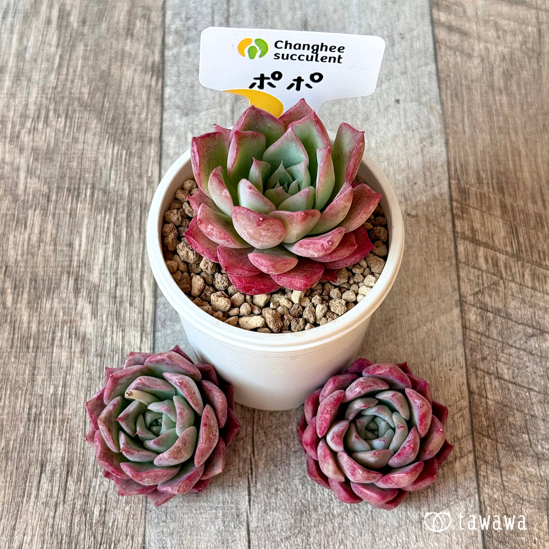 ポポ(チャンヒー農園苗)