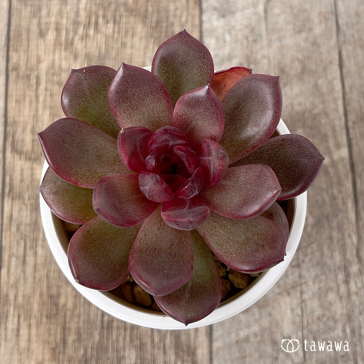 *新入荷* チョコムース