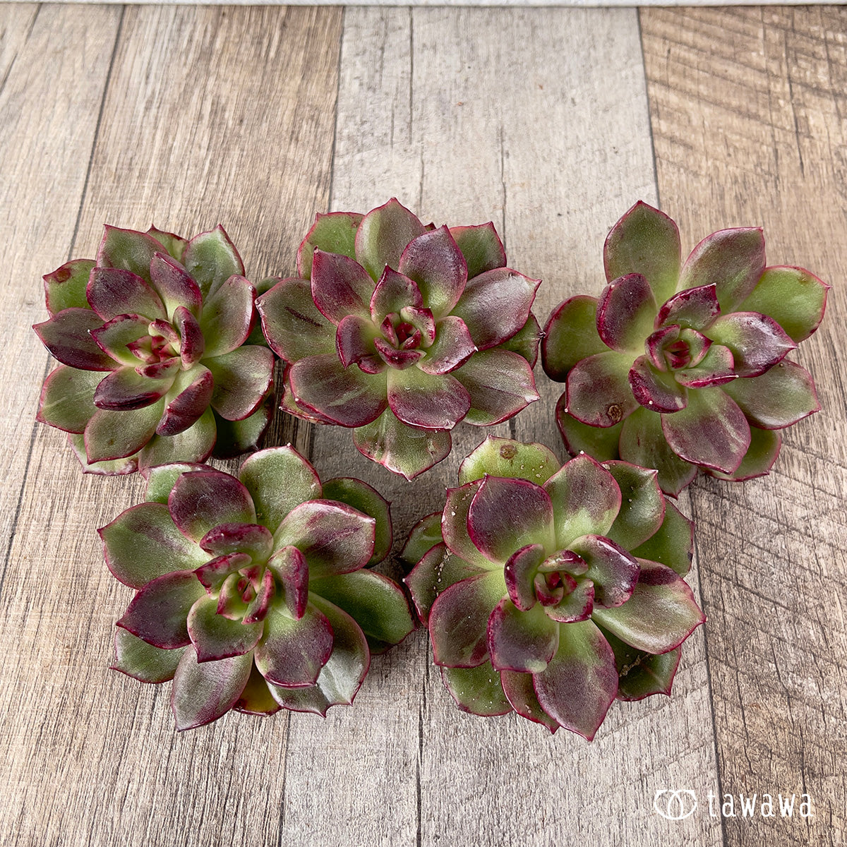 *新入荷* ホピマリア錦