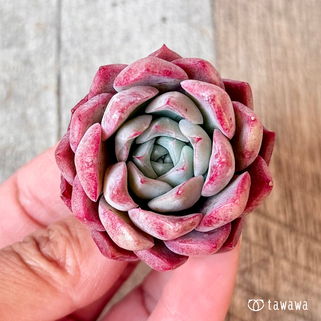 ポポ(チャンヒー農園苗)