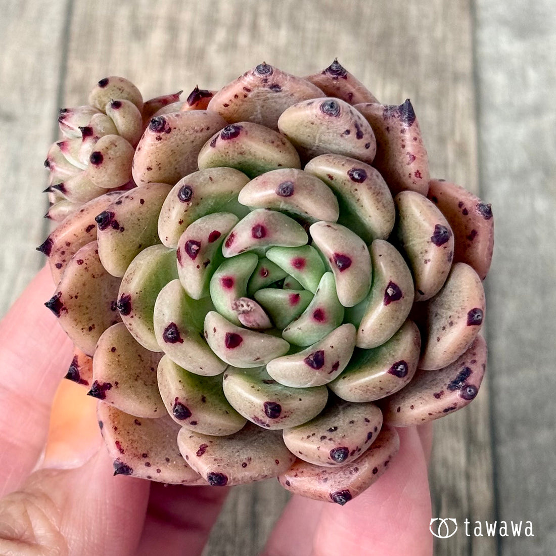 *新入荷* Air magic E190(エアーマジック農園苗)