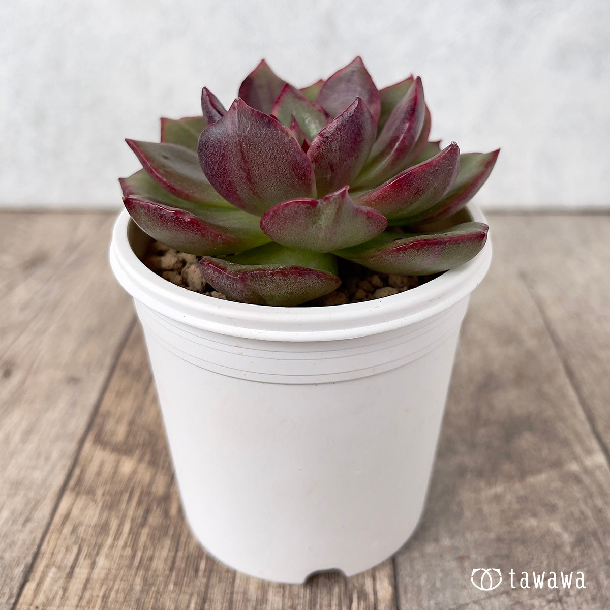 *新入荷* ホピマリア錦