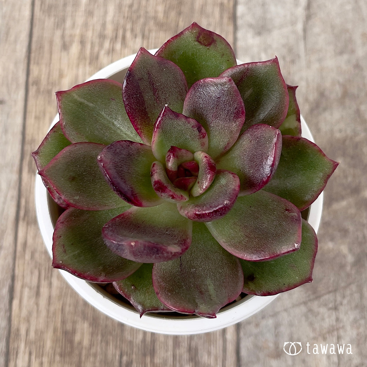 *新入荷* ホピマリア錦