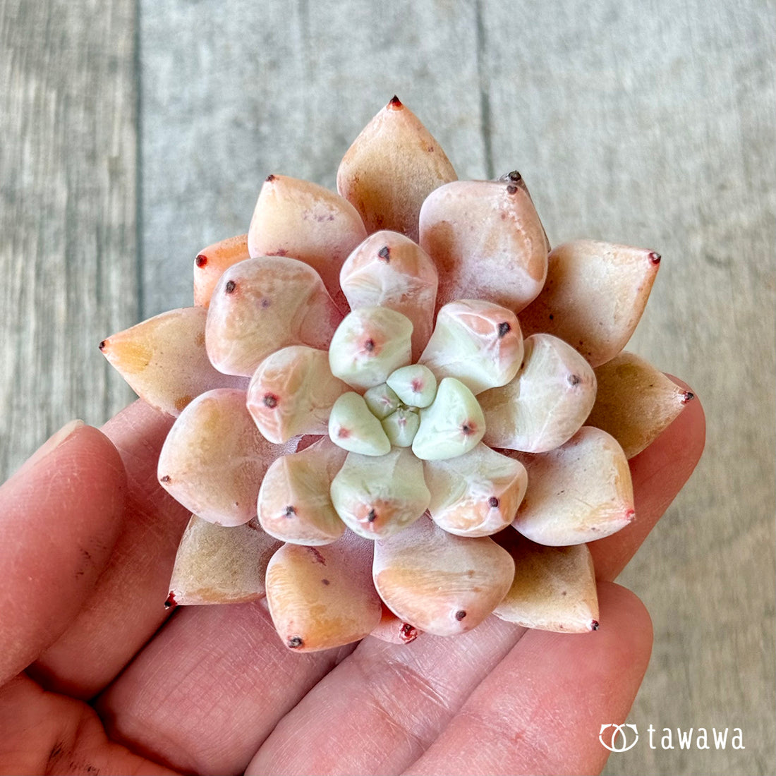 New Arrivals: Ice Green