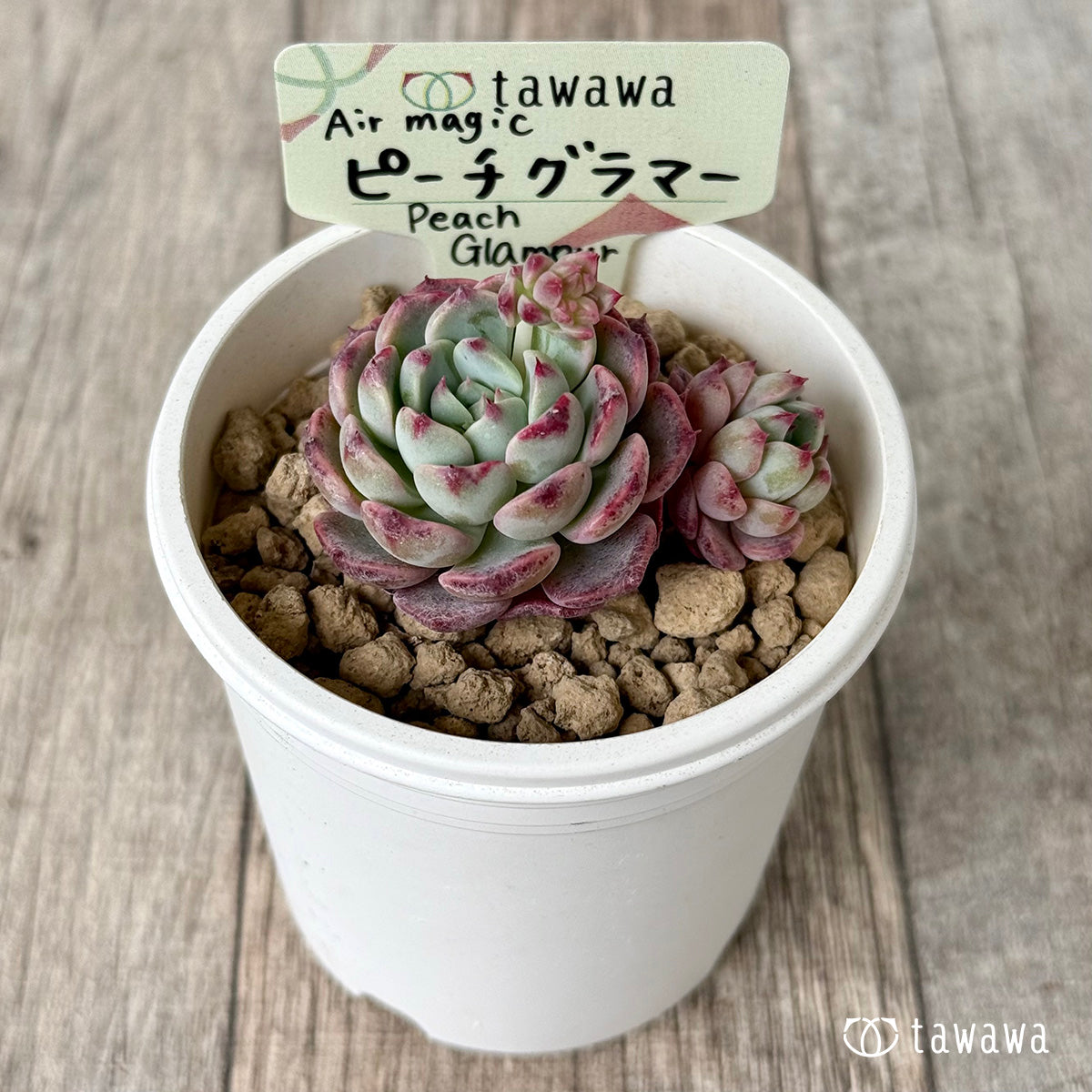 【4/15発売】ピーチグラマー(エアーマジック苗)