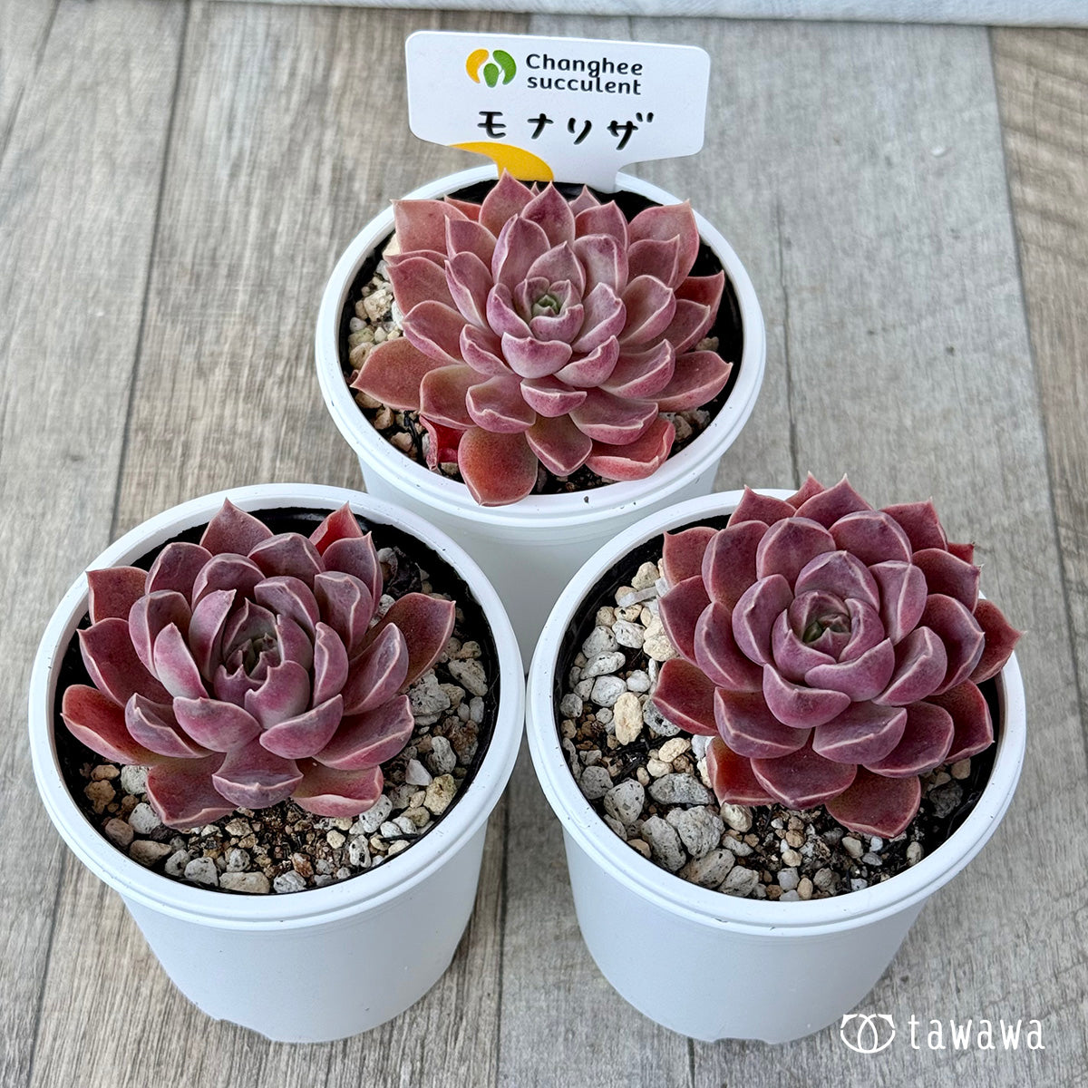 *新発売* モナリザ《小》(チャンヒー農園)【tawawaハウス苗】