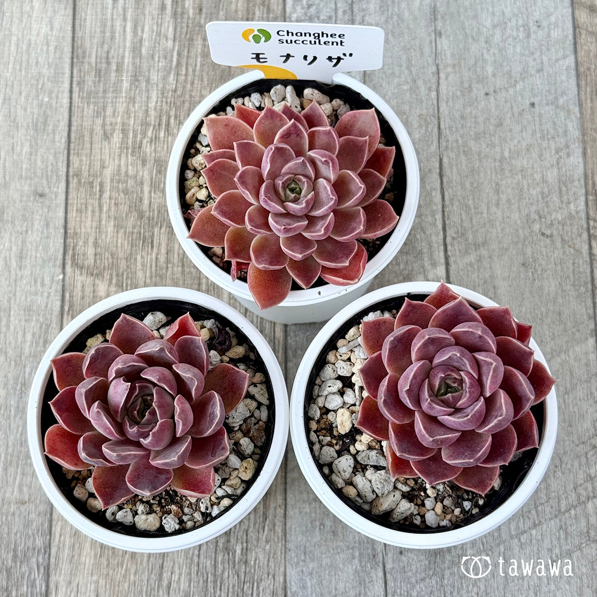 *新発売* モナリザ《小》(チャンヒー農園)【tawawaハウス苗】