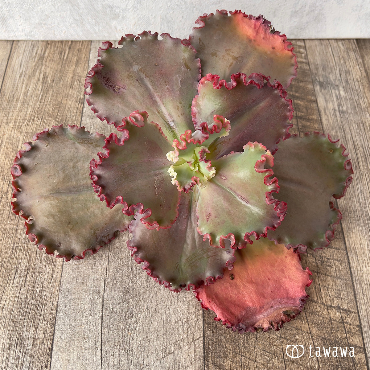 *新入荷* ウェディングドレス②