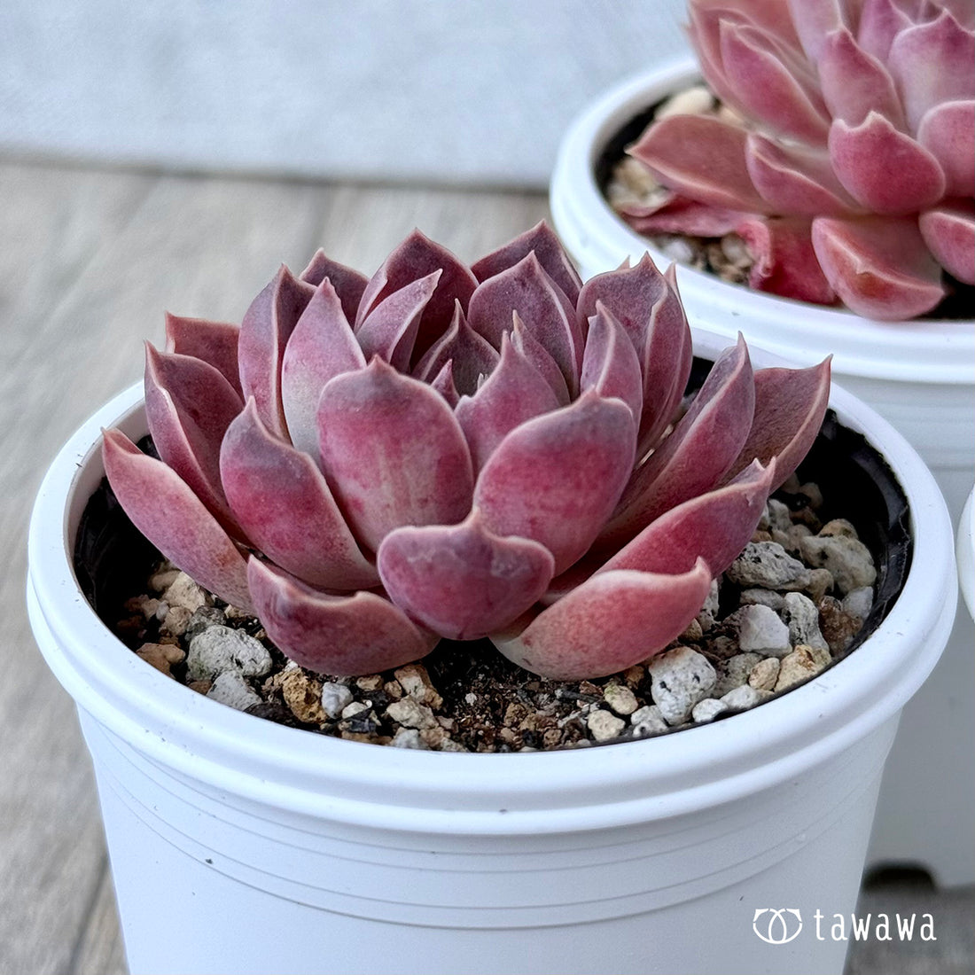 *新発売* モナリザ《小》(チャンヒー農園)【tawawaハウス苗】