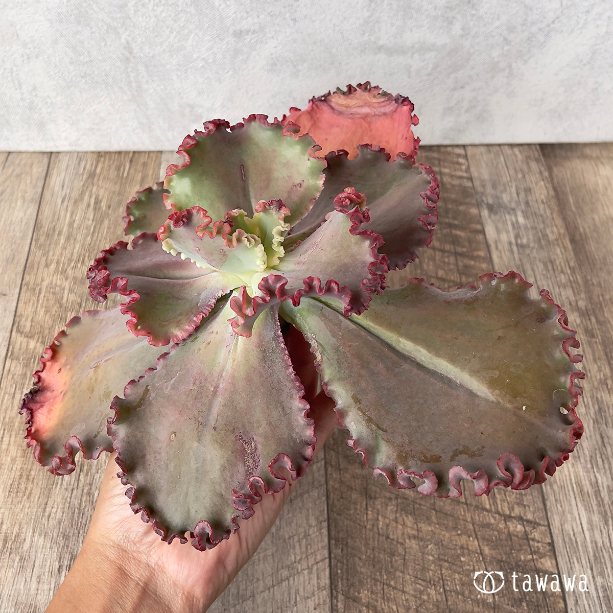 *新入荷* ウェディングドレス②