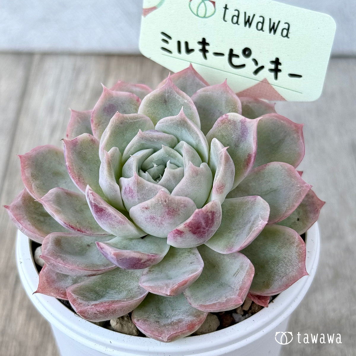 ミルキーピンキー①(エアーマジック農園)【tawawaハウス苗】