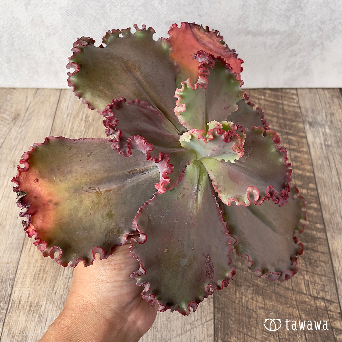 *新入荷* ウェディングドレス②