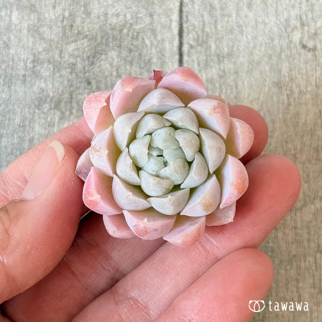 New Arrivals: Ice Green