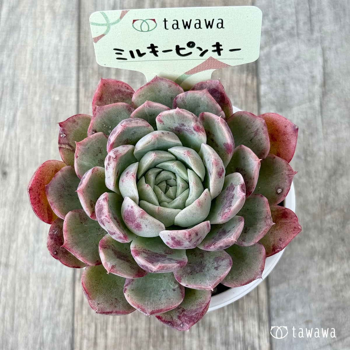 ミルキーピンキー②(エアーマジック農園)【tawawaハウス苗】