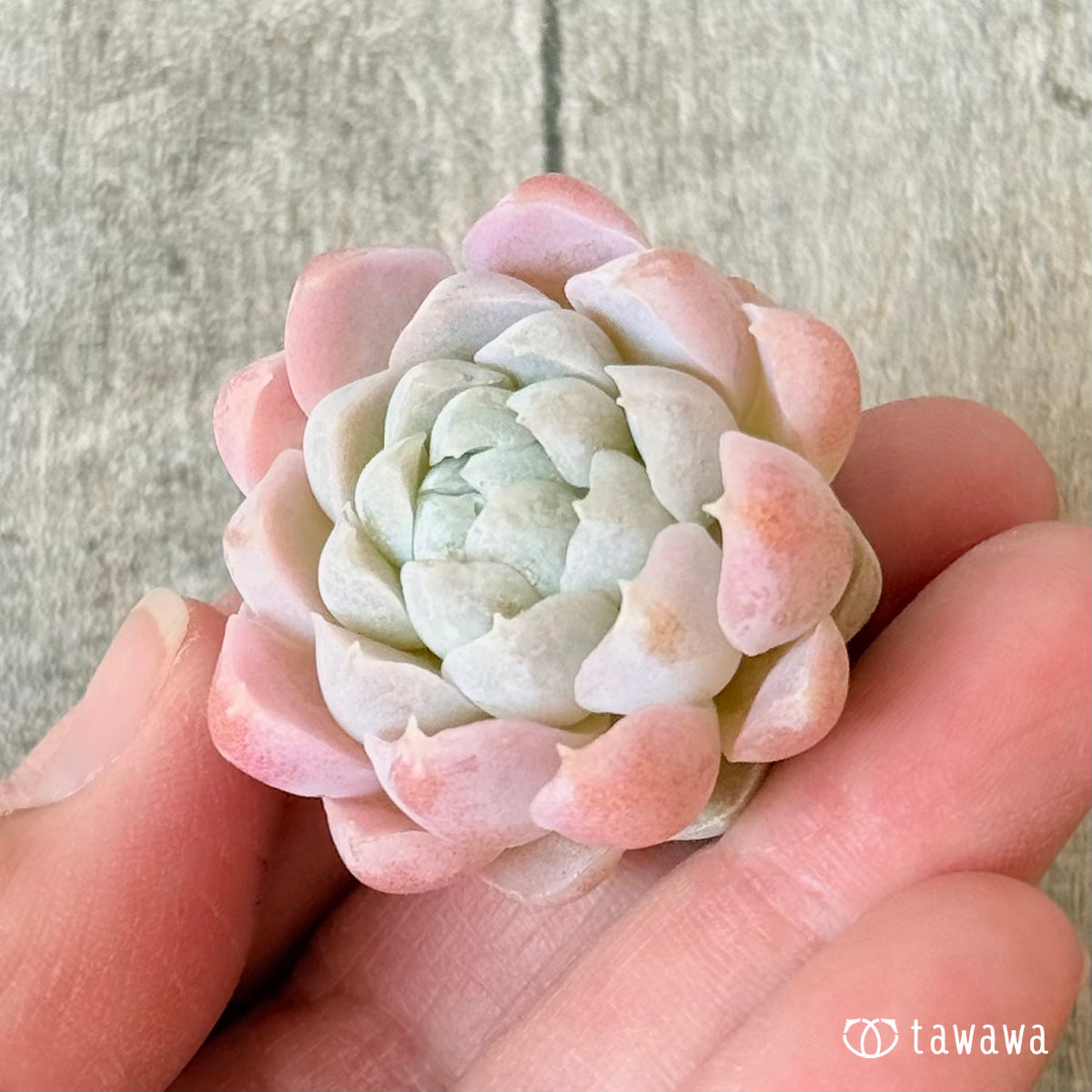 アイスローズ【Bタイプ】〈単頭苗〉 (チャンヒー農園苗)