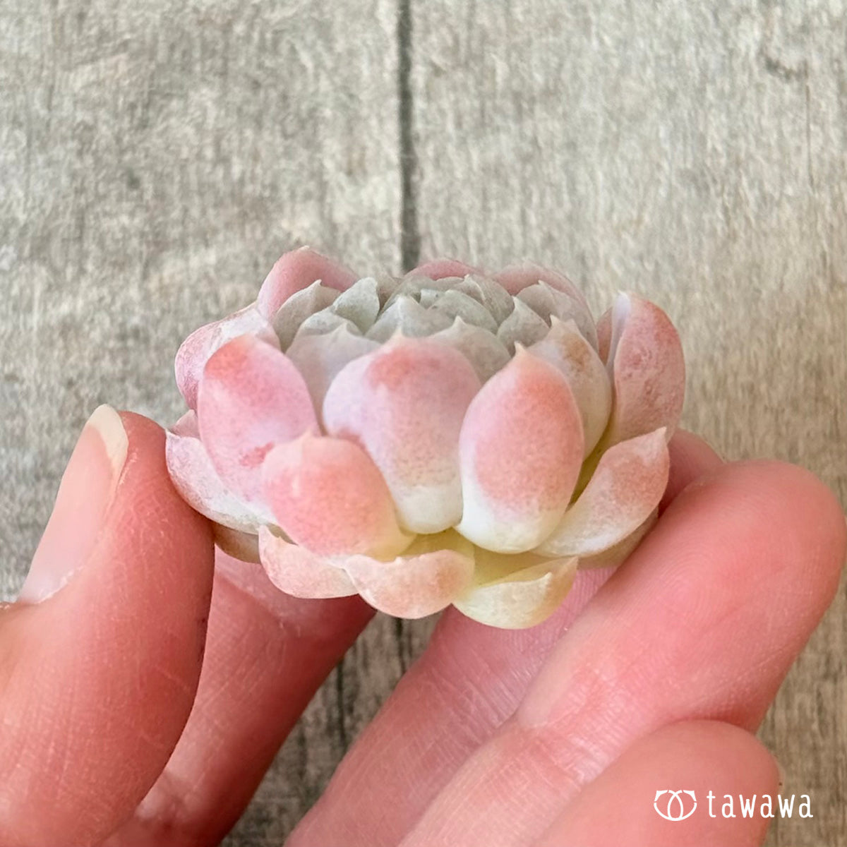 アイスローズ【Bタイプ】〈単頭苗〉 (チャンヒー農園苗)