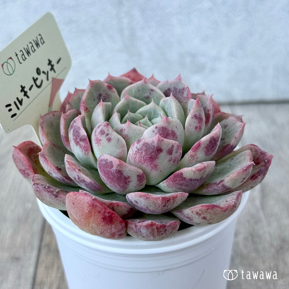 ミルキーピンキー②(エアーマジック農園)【tawawaハウス苗】