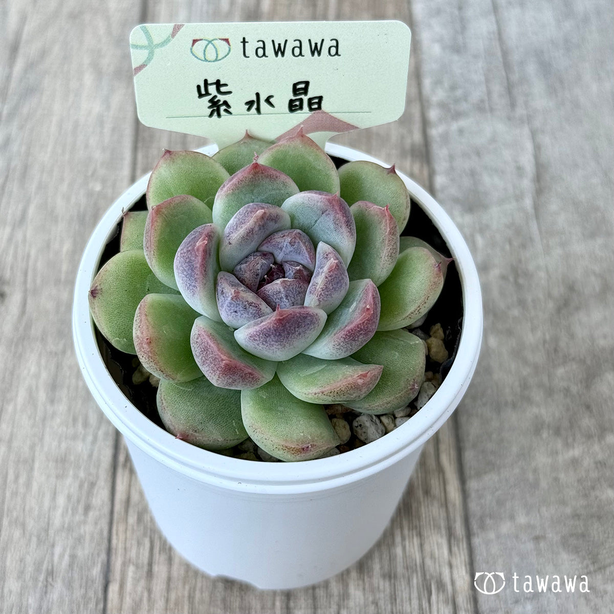 紫水晶《単頭》【tawawaハウス苗】