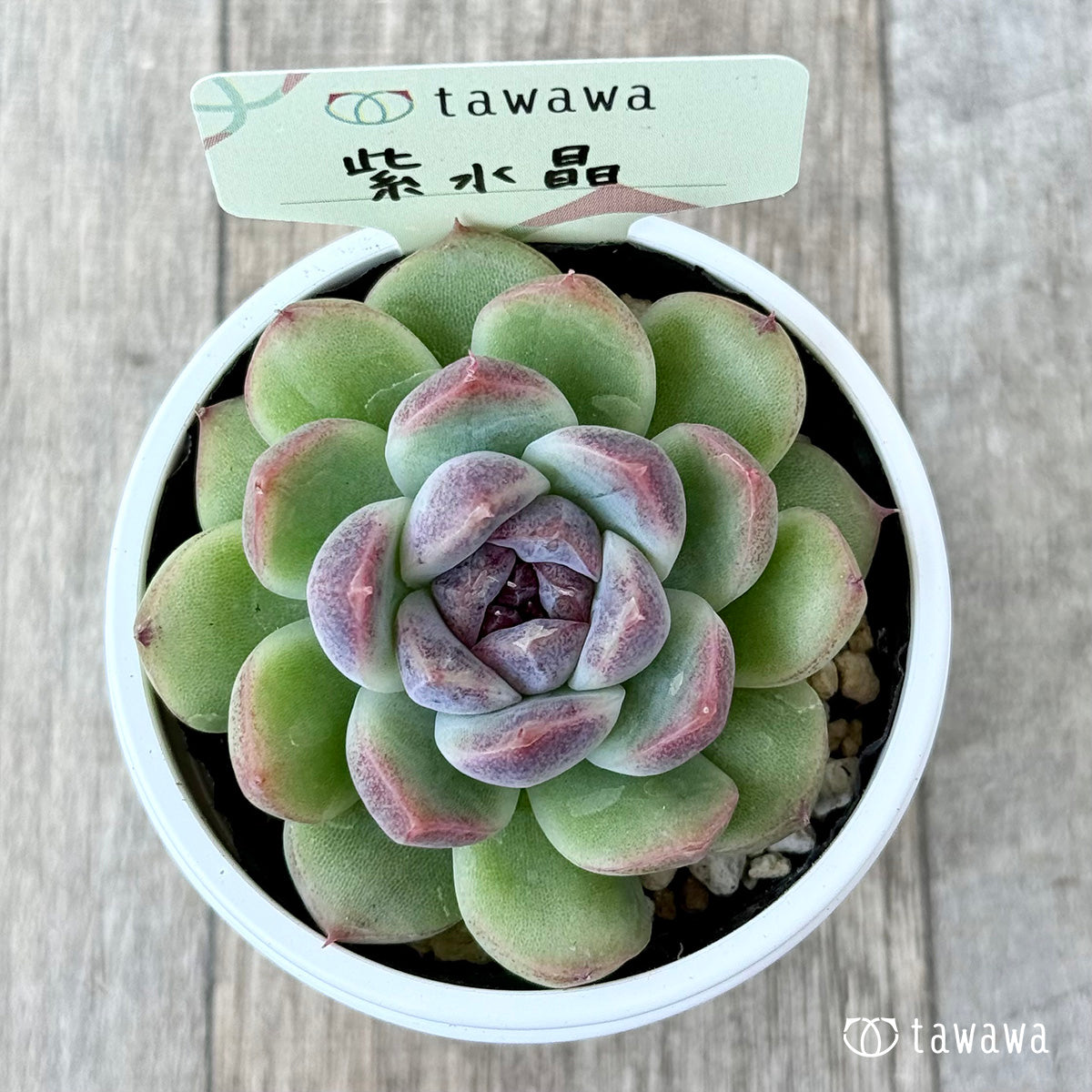 紫水晶《単頭》【tawawaハウス苗】