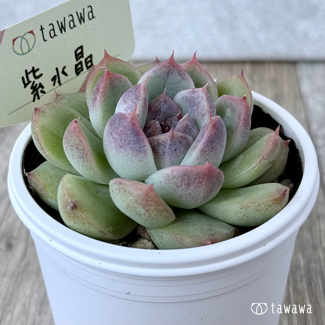 *新発売* 紫水晶《単頭》【tawawaハウス苗】