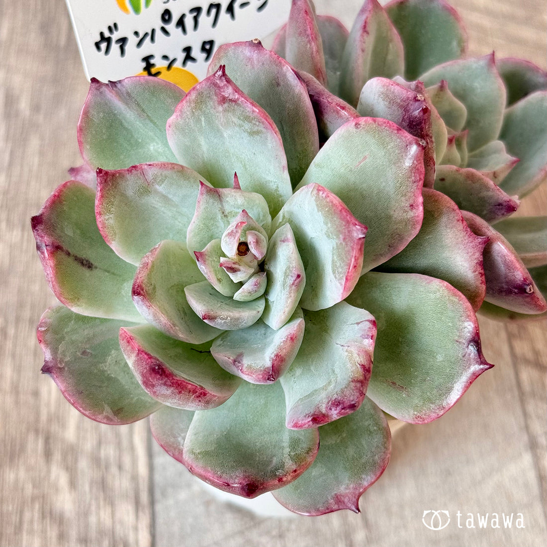 New Arrivals: Ice Green