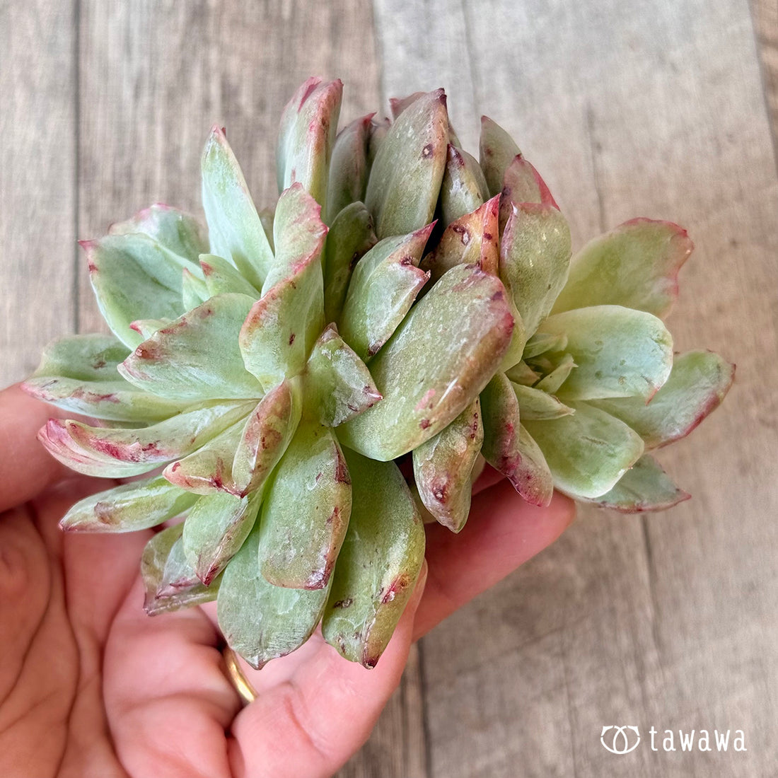 New Arrivals: Ice Green