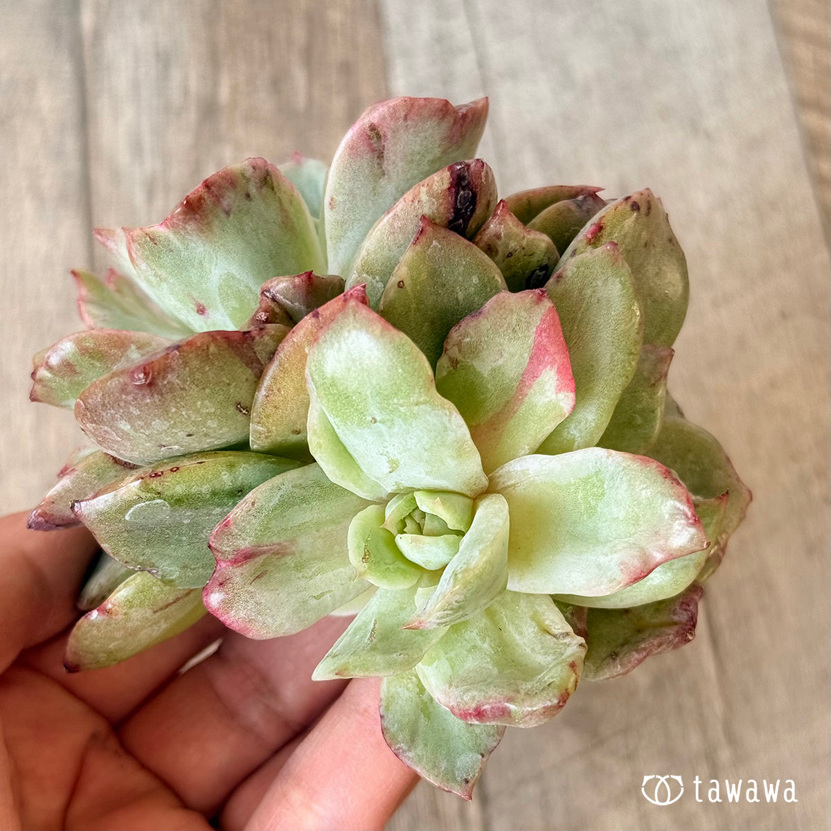 New Arrivals: Ice Green