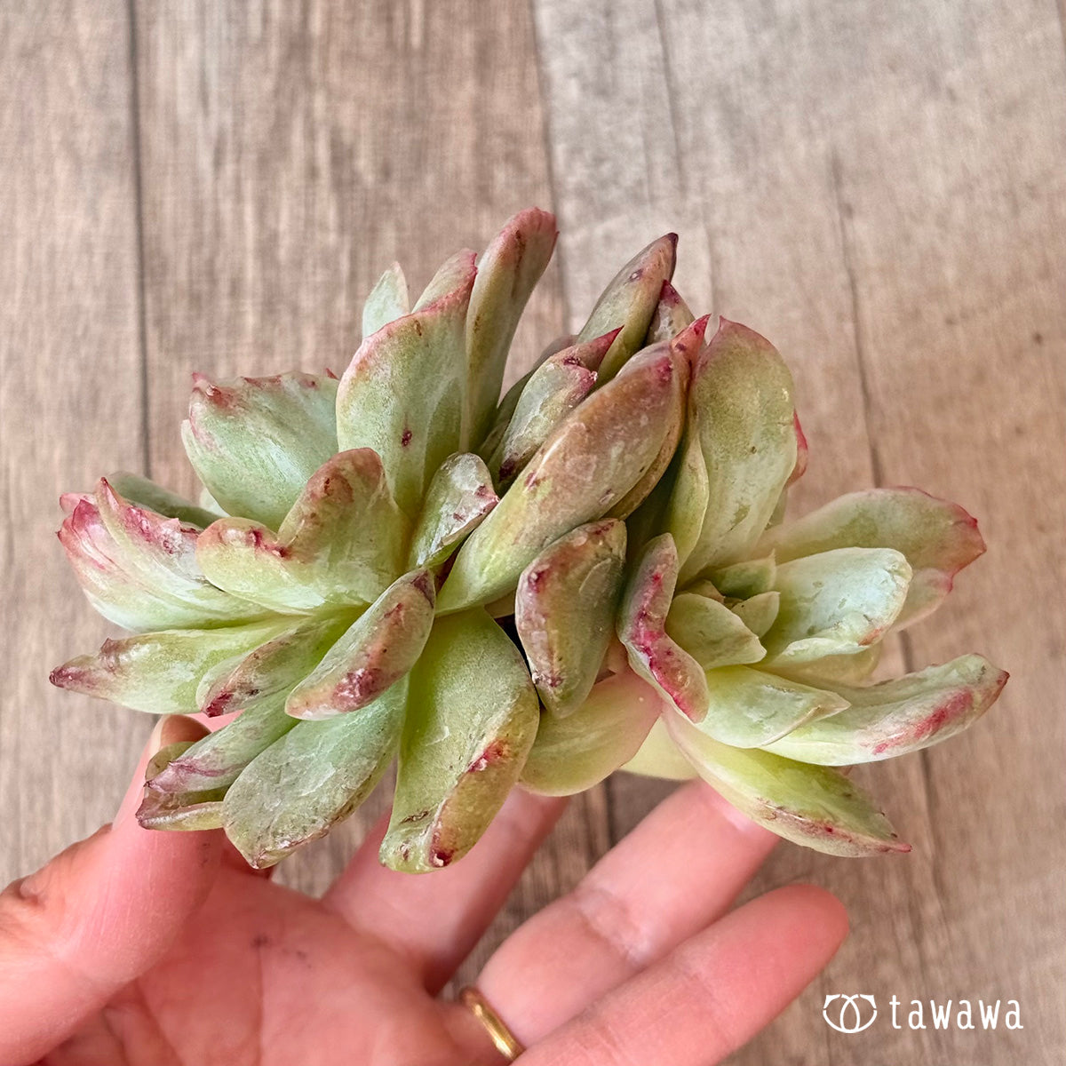 New Arrivals: Ice Green