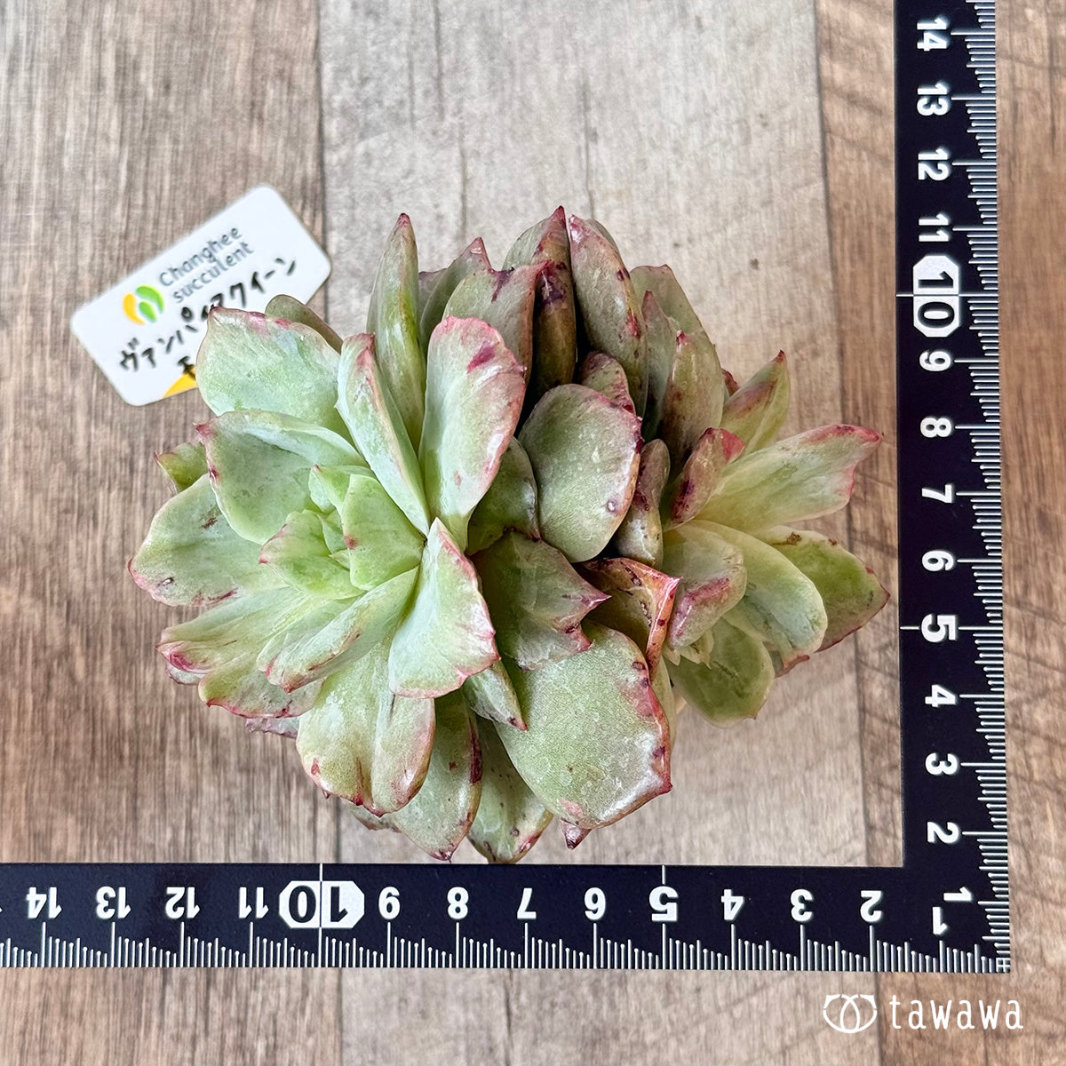 New Arrivals: Ice Green